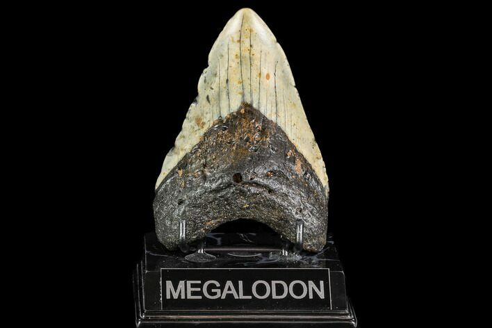 Fossil Megalodon Tooth - North Carolina #108958